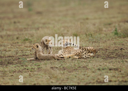 Stock photo d'une femelle guépard avec oursons sur les plaines à herbes courtes de Ndutu, Tanzanie, février 2009. Banque D'Images