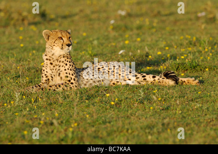 Stock photo d'un guépard en appui sur les plaines à herbes courtes de Ndutu, Tanzanie, février 2009. Banque D'Images