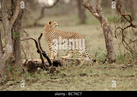 Stock photo d'un guépard debout sur un journal dans les bois de Ndutu, Tanzanie, février 2009. Banque D'Images