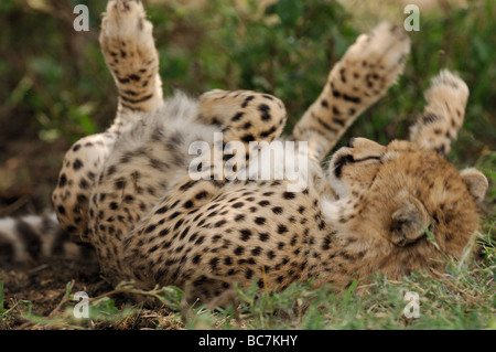 Stock photo d'un guépard roulant autour, le Parc National du Serengeti, Tanzanie, 2009. Banque D'Images