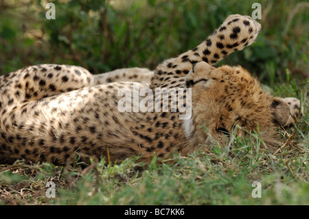 Stock photo d'un guépard roulant autour, le Parc National du Serengeti, Tanzanie, 2009. Banque D'Images