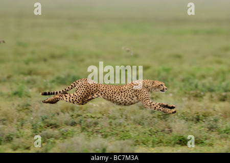Stock photo d'un guépard à travers la savane, Tanzanie, Ndutu, février 2009. Banque D'Images