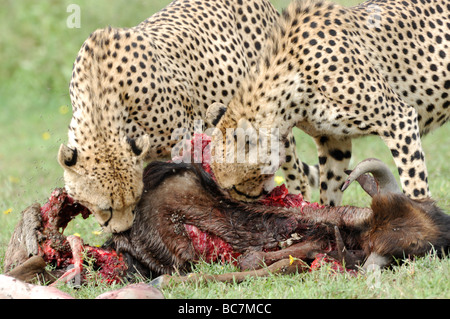 Stock photo de deux guépards (Acinonyx jubatus) se nourrissant d'une carcasse, gnous, Ndutu Ngorongoro Conservation Area, Tanzania Banque D'Images