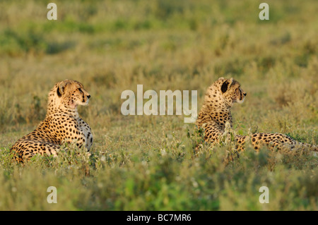 Stock photo de deux guépards reposant sur les plaines à herbes courtes de Ndutu, Tanzanie, février 2009. Banque D'Images