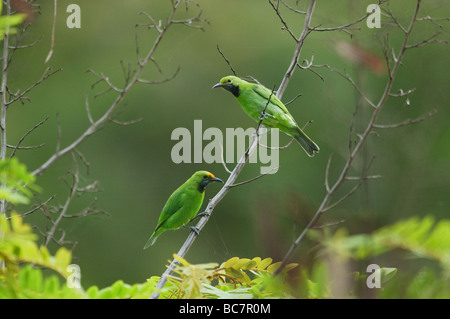 Paire de golden-leafbirds rieuses dans la forêt tropicale à l'ouest de la Thaïlande Banque D'Images