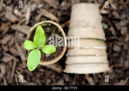 Les semis croissant dans la région de brown re utilisé des pots de semences compostables empilés sur des débris d'écorce dans un jardin biologique Banque D'Images