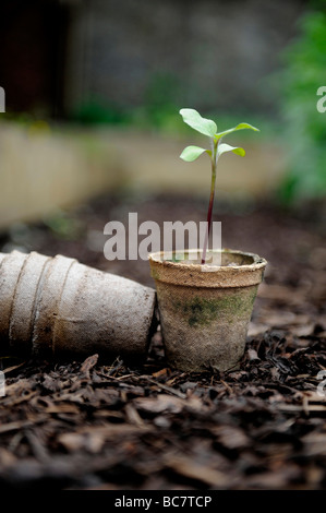 Les semis croissant dans la région de brown re utilisé des pots de semences compostables empilés sur des débris d'écorce dans un jardin biologique Banque D'Images