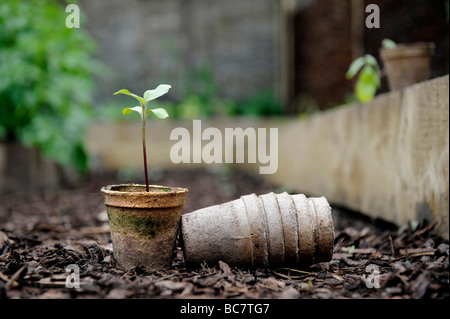 Les semis croissant dans la région de brown re utilisé des pots de semences compostables empilés sur des débris d'écorce dans un jardin biologique Banque D'Images