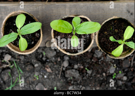 Re utilisé des pots de semences compostables marron empilées sur un lit dans un potager bio Banque D'Images