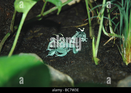 Teinture bleu poudre trois grenouilles Dendrobates tinctorius, Poison, également connu sous le nom de Dart de teinture de grenouilles. Banque D'Images