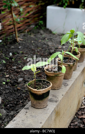 Re utilisé des pots de semences compostables marron empilées sur un lit dans un potager bio Banque D'Images