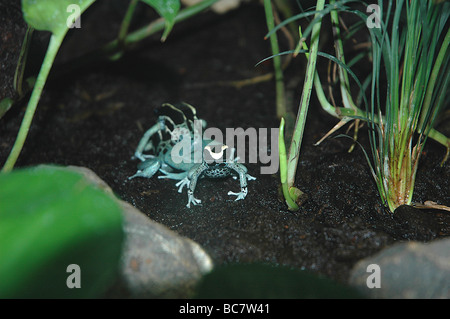 Teinture bleu poudre trois grenouilles Dendrobates tinctorius, Poison, également connu sous le nom de Dart de teinture de grenouilles. Banque D'Images