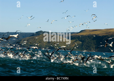 Un troupeau de Cape Gannet, Morus capensis - hunting sardines dans une frénésie d'alimentation Banque D'Images