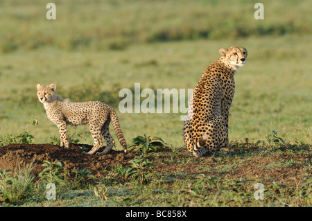 Stock photo d'une mère Guépard et son petit, en Tanzanie, au Ndutu Février 2009. Banque D'Images