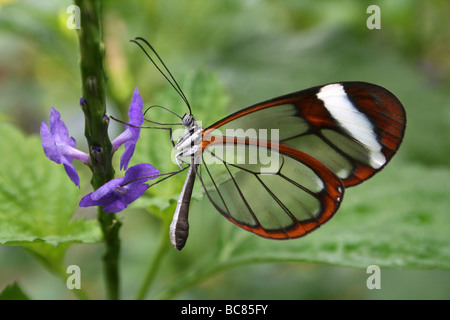 Glasswing Butterfly Greta oto prises sur le Zoo de Chester, England, UK Banque D'Images