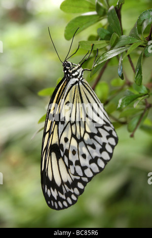 Papier de Riz Idée Papillon leuconoe prises sur le Zoo de Chester, England, UK Banque D'Images