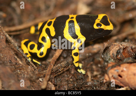 À bandes jaunes Poison Dart Frog Dendrobates leucomelas prises sur le Zoo de Chester, England, UK Banque D'Images