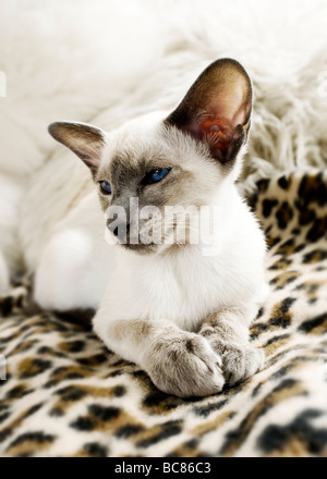 Chat Siamois portant sur un animal print blanket Banque D'Images