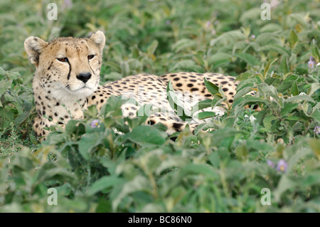 Stock photo d'un guépard assis dans la végétation sur les plaines d'herbes courtes, Ndutu Ngorongoro Conservation Area, Tanzania. Banque D'Images