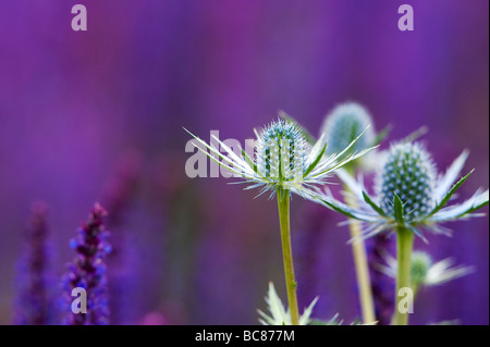 Eryngium x 'zabelii Eijking Jos' Sea holly planté de plantes en sage violet RHS Harlow Carr Banque D'Images