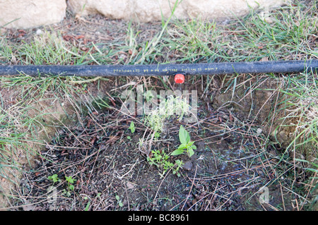 Système d'arrosage de jardin système d'irrigation goutte à goutte l'arrosage des plantes dans un jardin l'irrigation goutte-à-goutte est un moyen efficace pour économiser l'eau Banque D'Images