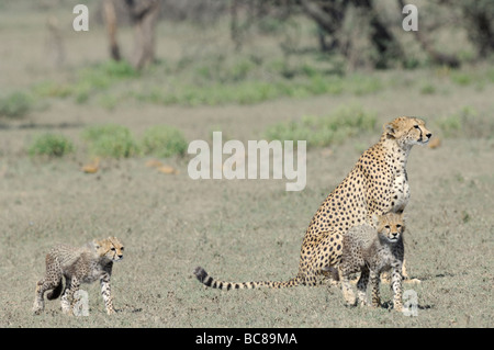 Stock photo d'une mère Guépard et son petit, en Tanzanie, au Ndutu Février 2009. Banque D'Images