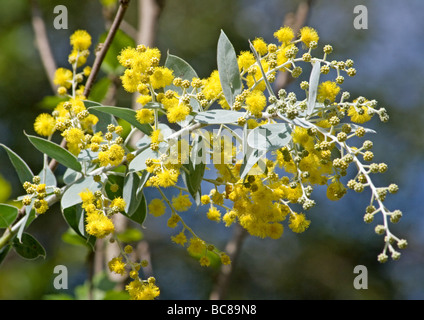 Acacia en fleurs Banque D'Images