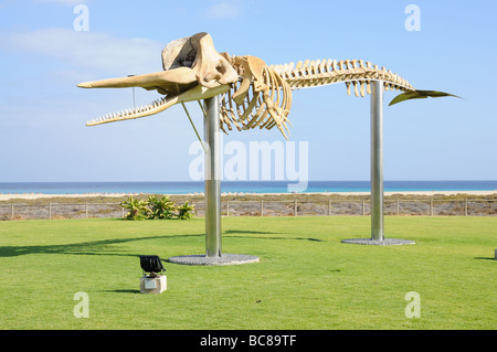 Squelette de baleine à Jandia Playa, île des Canaries Fuerteventura, Espagne Banque D'Images