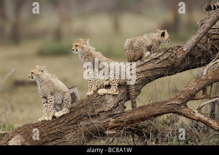 Stock photo de trois oursons cheetah on a log, Tanzanie, Ndutu, février 2009. Banque D'Images