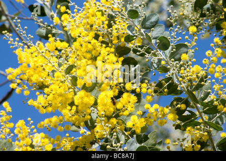 Acacia en fleurs sur fond de ciel bleu Banque D'Images