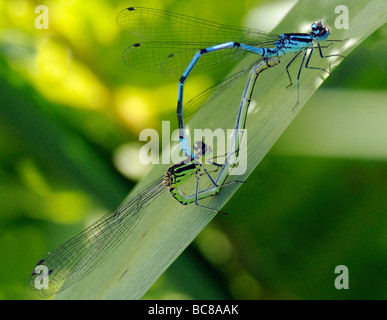 Une paire d'Azure Bluet d'Azur, demoiselle (Coenagrion puella), l'accouplement Banque D'Images