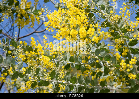 Acacia en fleurs sur fond de ciel bleu Banque D'Images