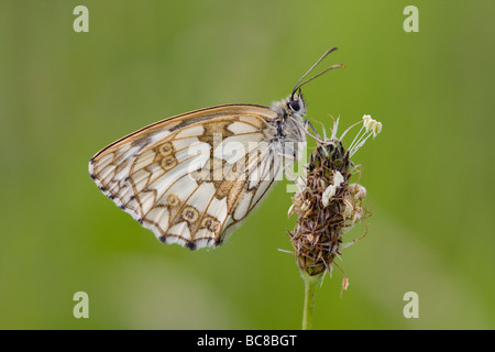 Melanargia galathea femelle blanche marbrée de gîte papillon sur le Plantain Lancéole Plantago lanceolata seed head, Herefordshire. Banque D'Images