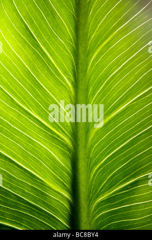 Gros plan d'une feuille verte éclatante présentant des motifs veineux complexes et une texture à la lumière naturelle du soleil Banque D'Images