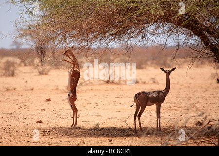 Litocranius walleri Gerenuk ou l'alimentation de l'antilope du désert dans le nord du Kenya Banque D'Images