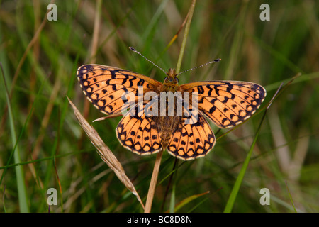 Petite perle bordé fritillary butterfly Boloria selene Nymphalidae UK Banque D'Images