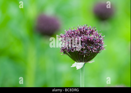 L'Allium atropurpureum. Fleur d'oignon ornemental Banque D'Images