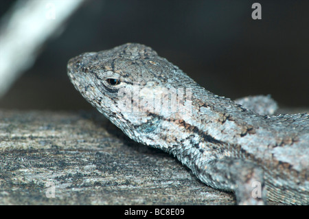 Eastern Fence Lizard Cedar Flat Rock naturelle d'État du Tennessee Glade Banque D'Images