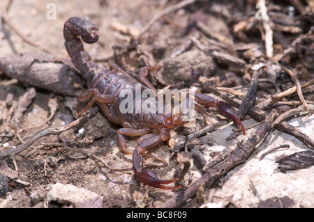 Cedar Flat Rock Scorpion naturelle d'État du Tennessee Glade Banque D'Images