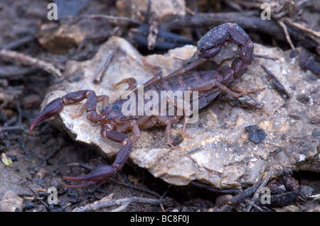 Cedar Flat Rock Scorpion naturelle d'État du Tennessee Glade Banque D'Images