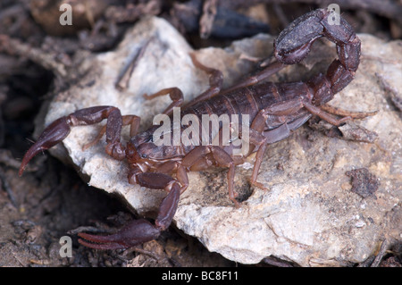 Cedar Flat Rock Scorpion naturelle d'État du Tennessee Glade Banque D'Images