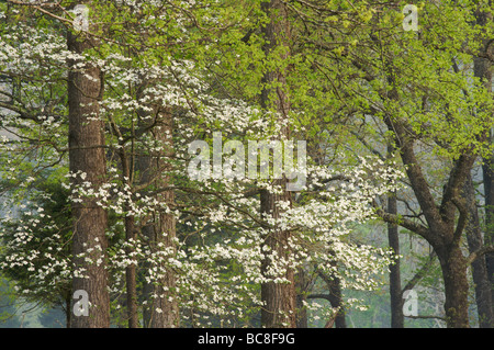 Scène du printemps à l'aube dans la forêt avec de nouvelles feuilles vert Fleurs et bourgeons de cornouiller Banque D'Images