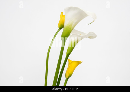 Arums blanc en studio. Des fleurs. Banque D'Images