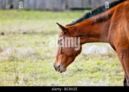 Cheval de couleur marron dans un enclos Banque D'Images