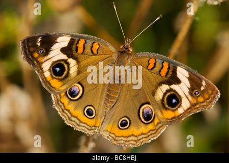 Papillon de Buckeye couverte de rosée dans tôt le matin Banque D'Images