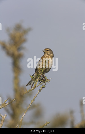 Carduelis cannabina Linnet commun femme perché sur l'ajonc succursale à Weston-Super-Mare, Somerset, en juin. Banque D'Images