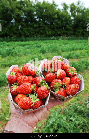 Deux petites barquettes de fraises fraîchement cueillies Banque D'Images