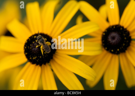 Abeille sur Black Eyed Susan Fleurs Banque D'Images