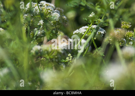 Rousserolle Effarvatte Acrocephalus scirpaceus européenne perché avec de la nourriture à Elmsley, Weston-Super-Mare, Somerset, en juin. Banque D'Images