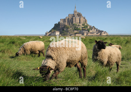 Des moutons paissant en face du Mont St Michel Banque D'Images